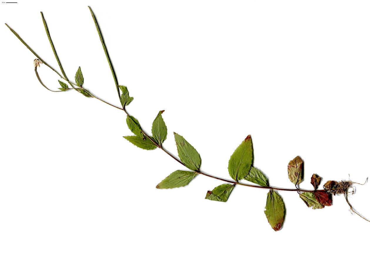 Epilobium duriaei (Onagraceae)
